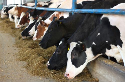 Prevent your cattle from overheating this summer by using HVLS fans in your barns.